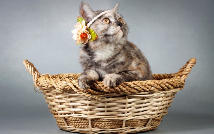 cats, Wicker, Basket, Animals, Kitten HD Wallpaper Desktop Background