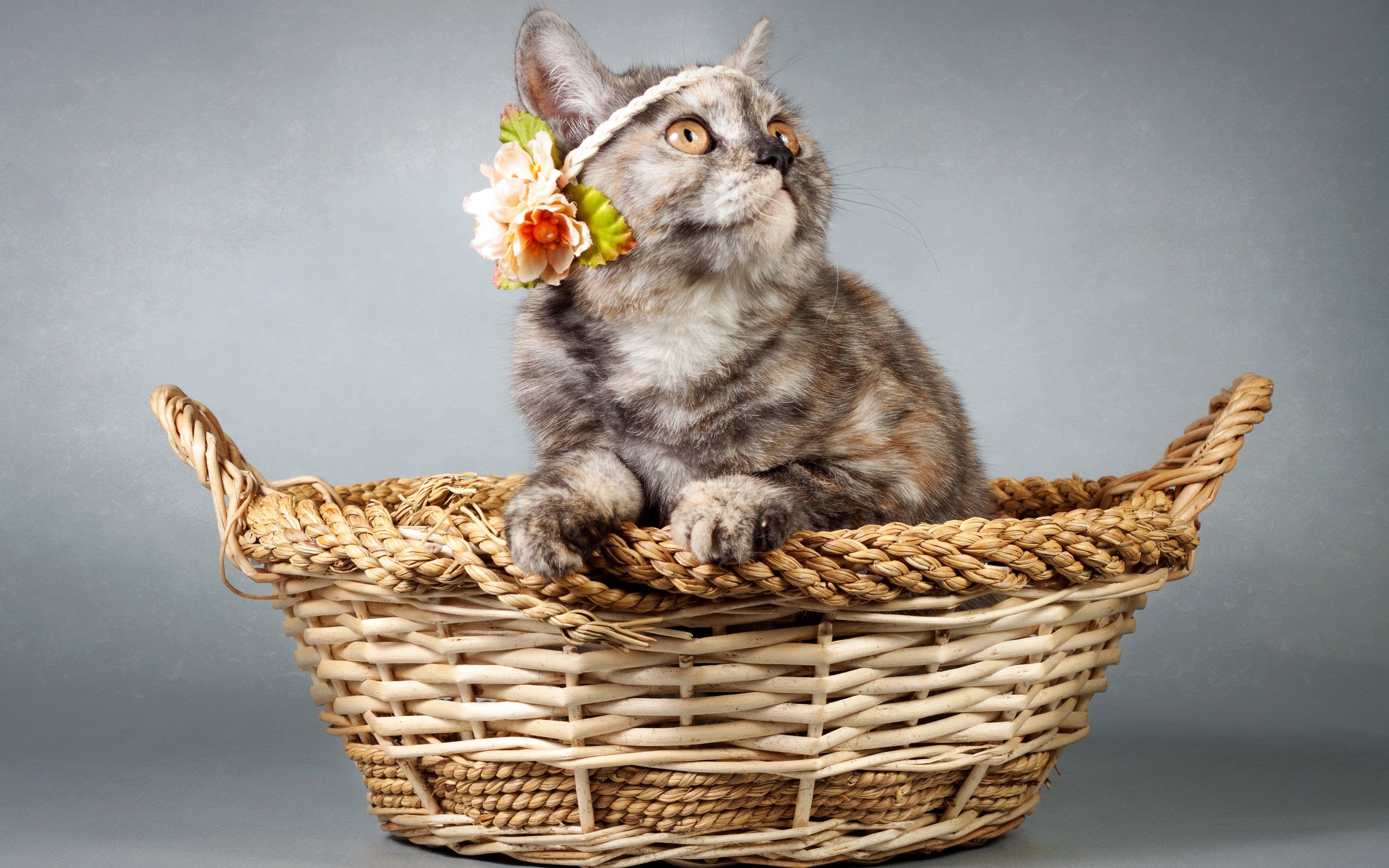 cats, Wicker, Basket, Animals, Kitten Wallpaper