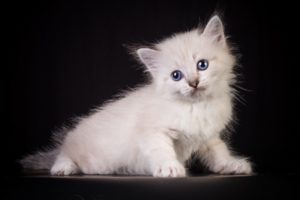 cats, Kittens, Fluffy, White, Animals, Kitten