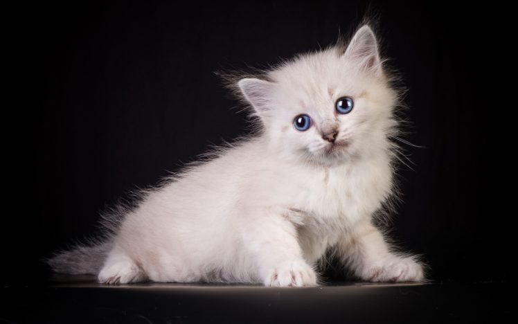 cats, Kittens, Fluffy, White, Animals, Kitten HD Wallpaper Desktop Background