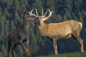 deer, Horns, Two, Animals