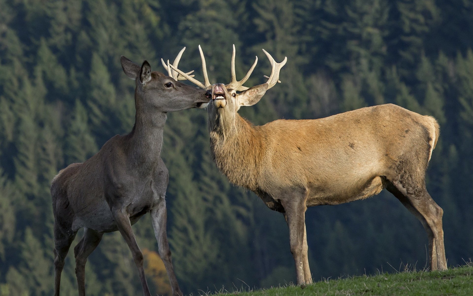 deer, Horns, Two, Animals Wallpapers HD / Desktop and Mobile Backgrounds