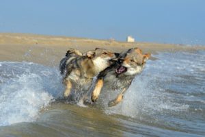 dogs, Sea, Coast, Czechoslovakian, Wolfdogs, Two, Run, Spray, Animals