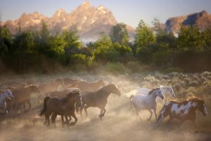 horses, And, Herd, Nature, Horse