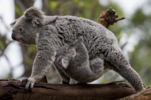 koala, Baby