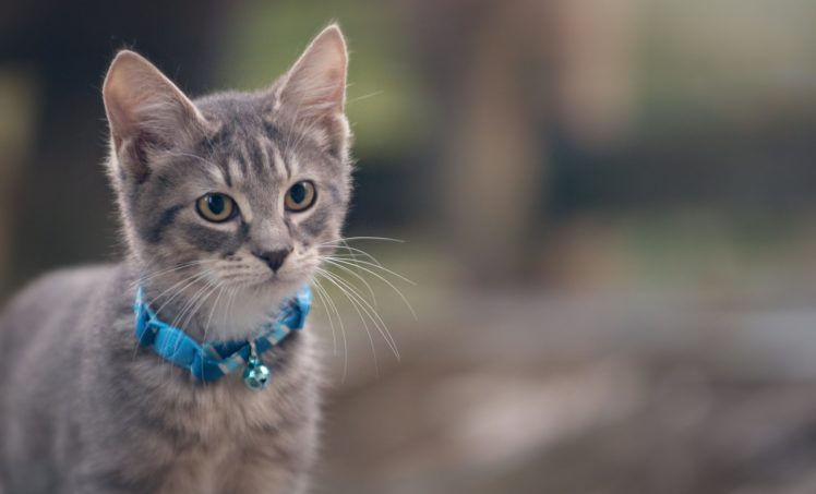 kitten, Gray, Collar, Cat HD Wallpaper Desktop Background