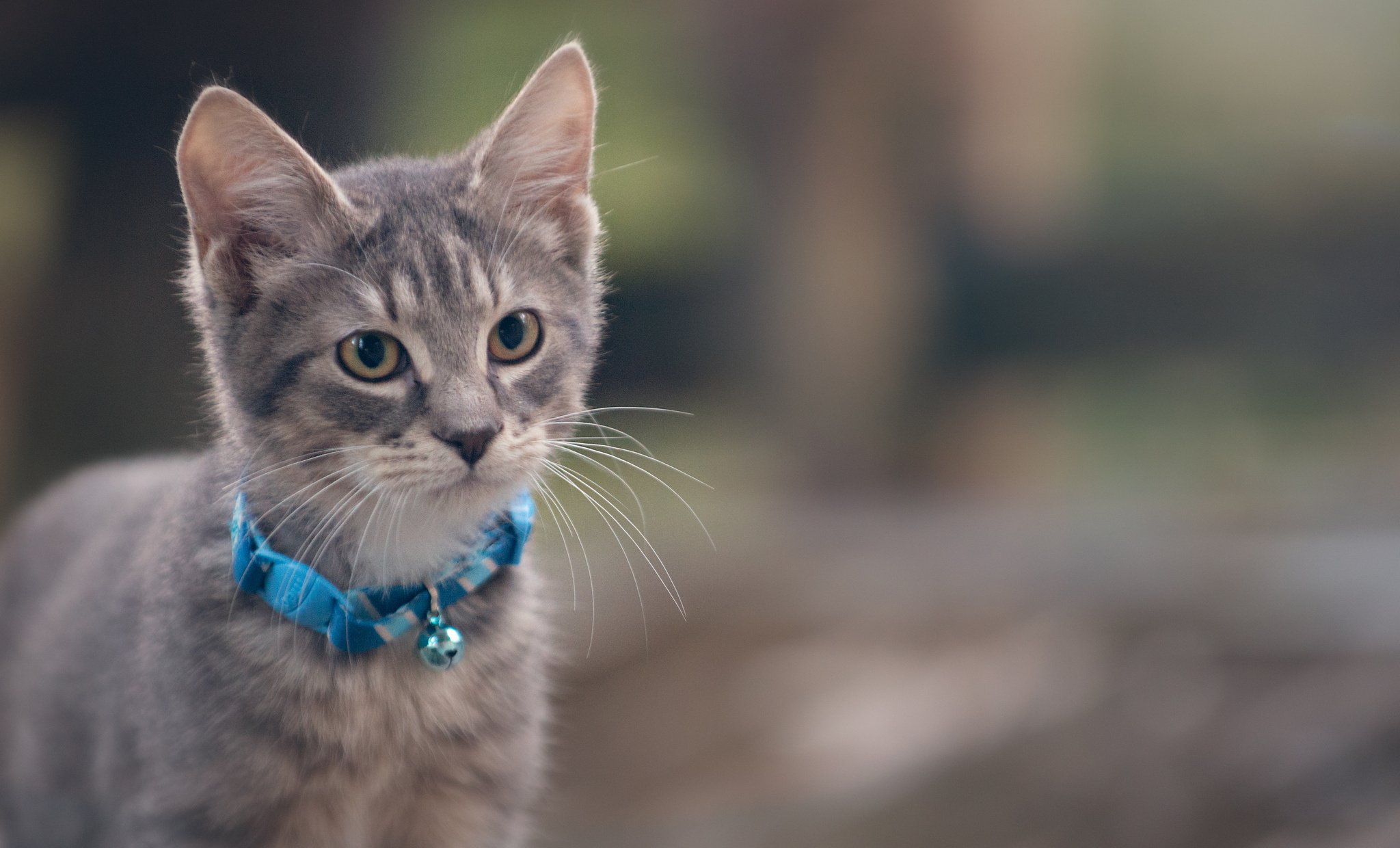 kitten, Gray, Collar, Cat Wallpaper