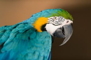 parrot, Bird, Profile, Beak, Color