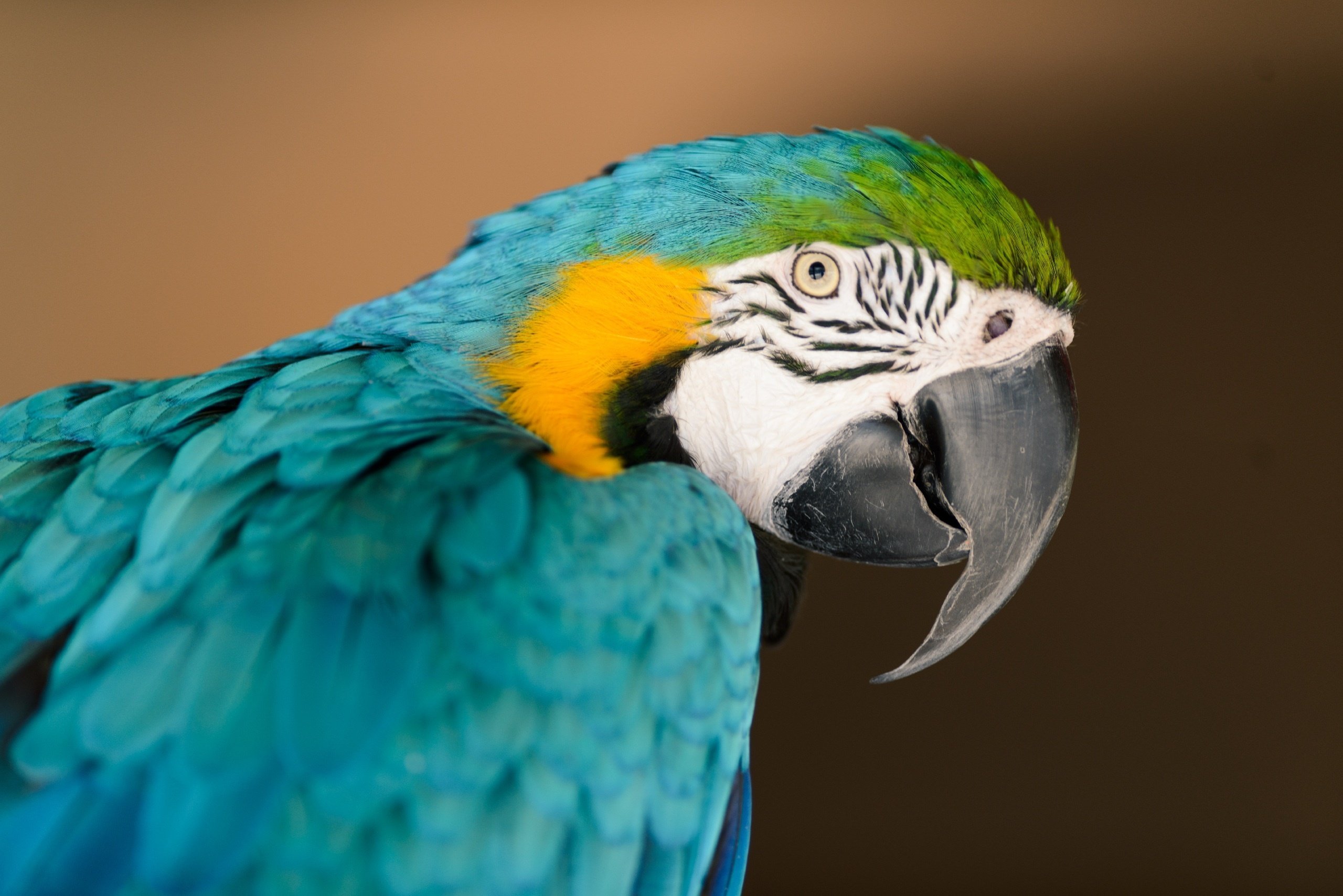 parrot, Bird, Profile, Beak, Color Wallpaper