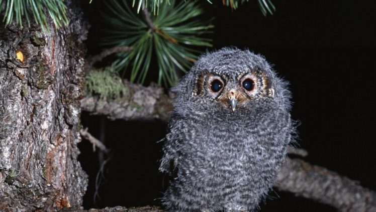 owls, Birds, Animals, Owl HD Wallpaper Desktop Background