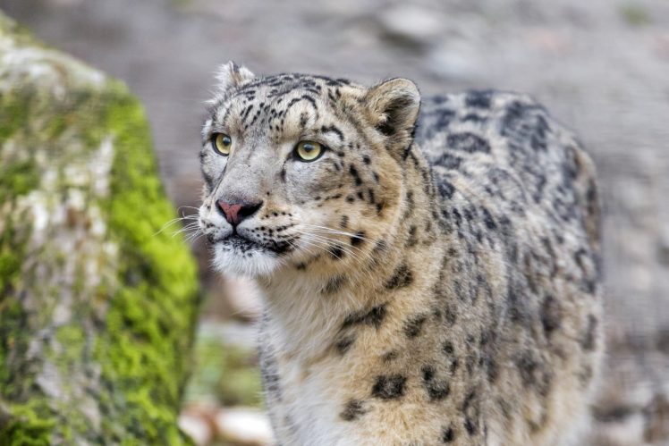 snow, Leopard, Wild, Cat, Predator, Muzzle HD Wallpaper Desktop Background