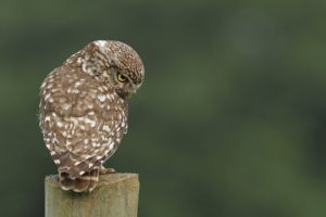 stump, Owl, Spotted, Bird