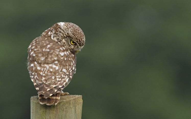 stump, Owl, Spotted, Bird HD Wallpaper Desktop Background
