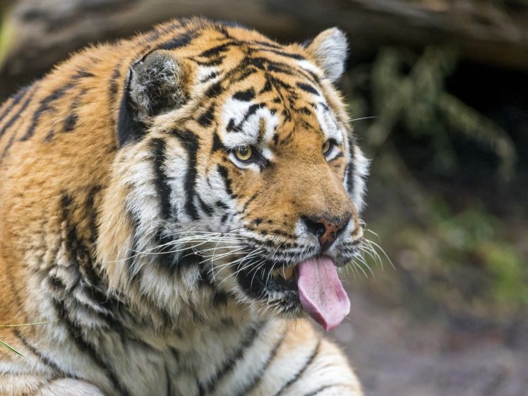 tiger, Wild, Cat, Predator, Face, Tongue HD Wallpaper Desktop Background
