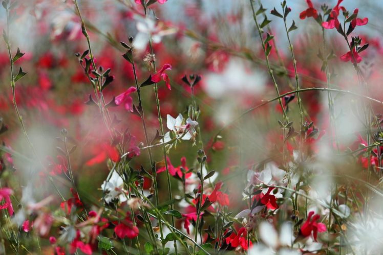 flowers, Spring, Beauty, Bloom, Nature HD Wallpaper Desktop Background
