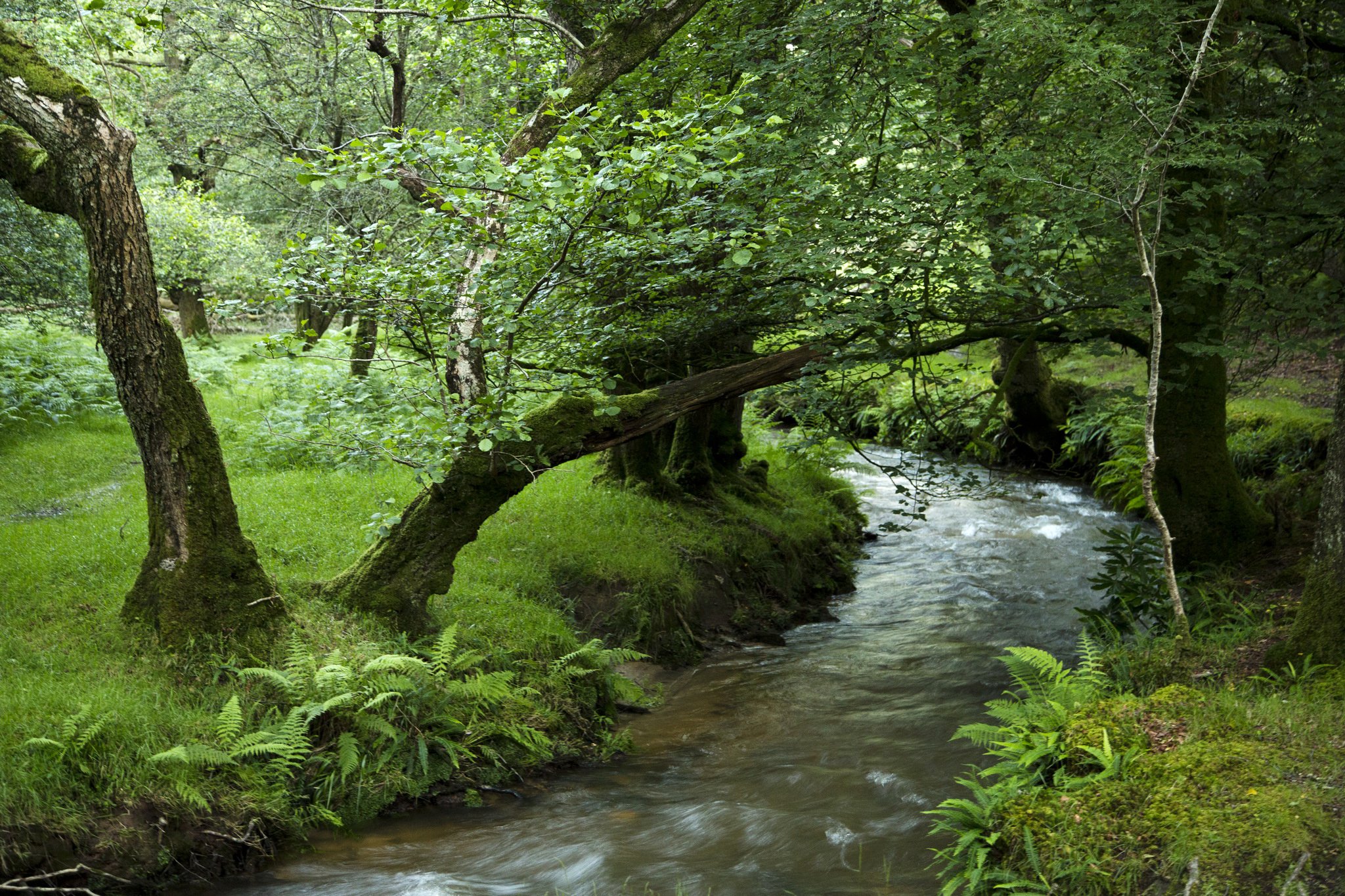 forests, Stream, Trees, Grass, Nature Wallpaper