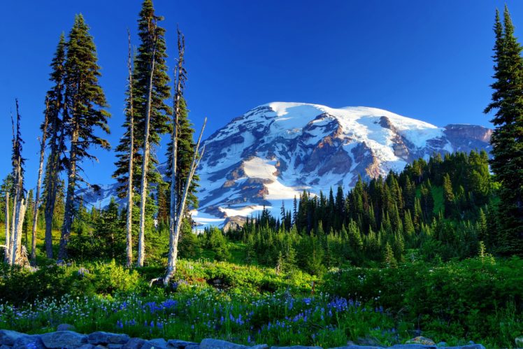 usa, Parks, Mountains, Scenery, Mount, Rainier, Trees, Fir, Grass, Nature HD Wallpaper Desktop Background