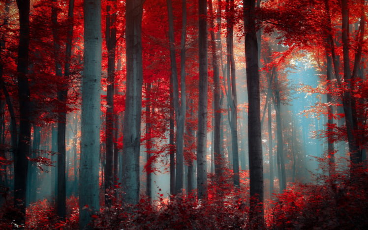 landscapes, Forest, Woods, Leaves, Fall, Autumn, Sunlight, Light, Filtered HD Wallpaper Desktop Background