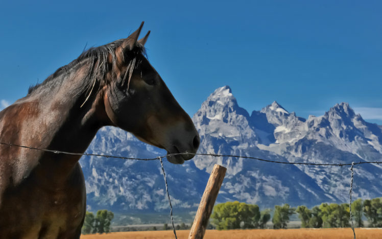 horses, Landscapes, Mountains HD Wallpaper Desktop Background
