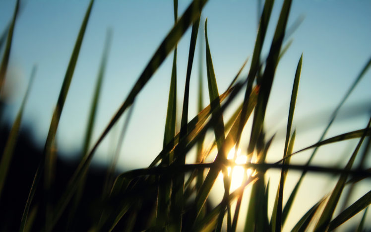 grass, And, Sun HD Wallpaper Desktop Background