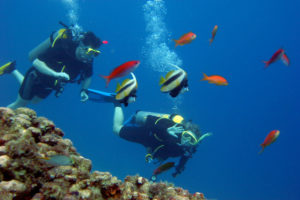 scuba, Ocean, Sea, Diving, Fishes, Tropical, Underwater
