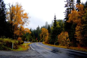 landscapes, Nature, Trees, Forest, Woods, Autumn, Fall, Leaves, Rain, Wet, Sky
