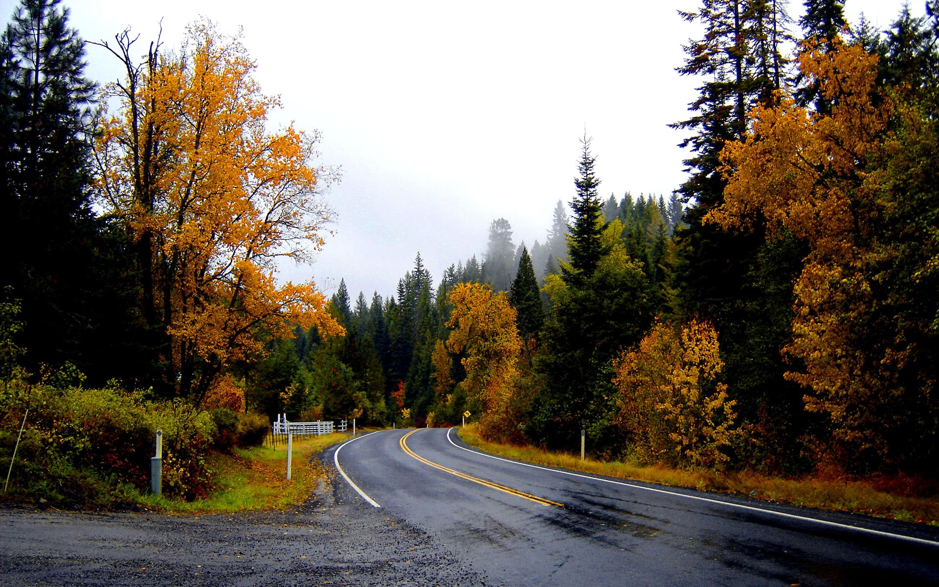 landscapes, Nature, Trees, Forest, Woods, Autumn, Fall, Leaves, Rain, Wet, Sky Wallpaper