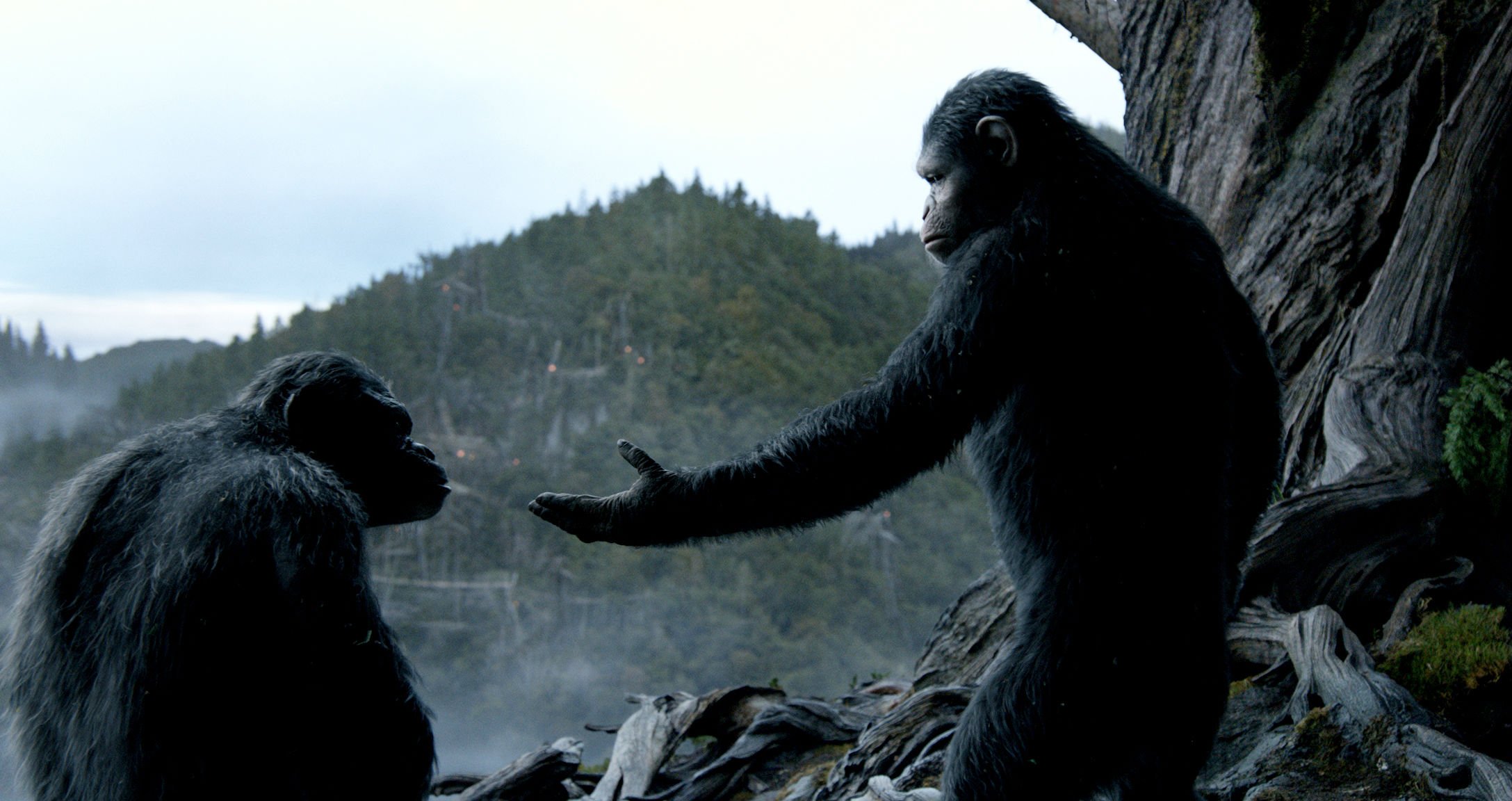 dawn of the apes, Action, Drama, Sci fi, Dawn, Planet, Apes, Monkey, Adventure,  19 Wallpaper