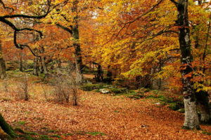 landscapes, Trees, Forest, Woods, Autumn, Fall, Leaves