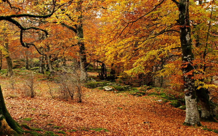 landscapes, Trees, Forest, Woods, Autumn, Fall, Leaves HD Wallpaper Desktop Background
