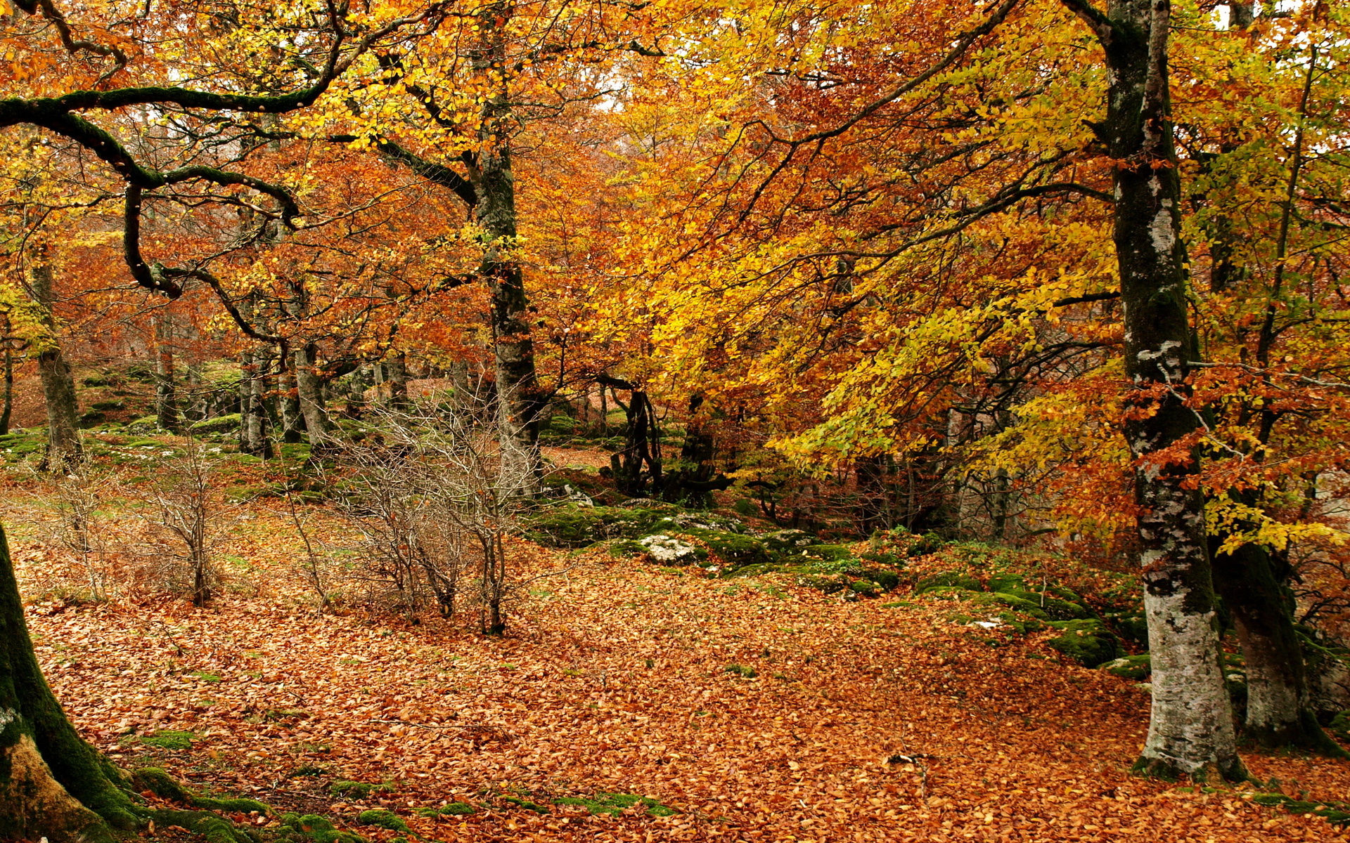 35290 Landscapes Trees Forest Woods Autumn Fall Leaves 