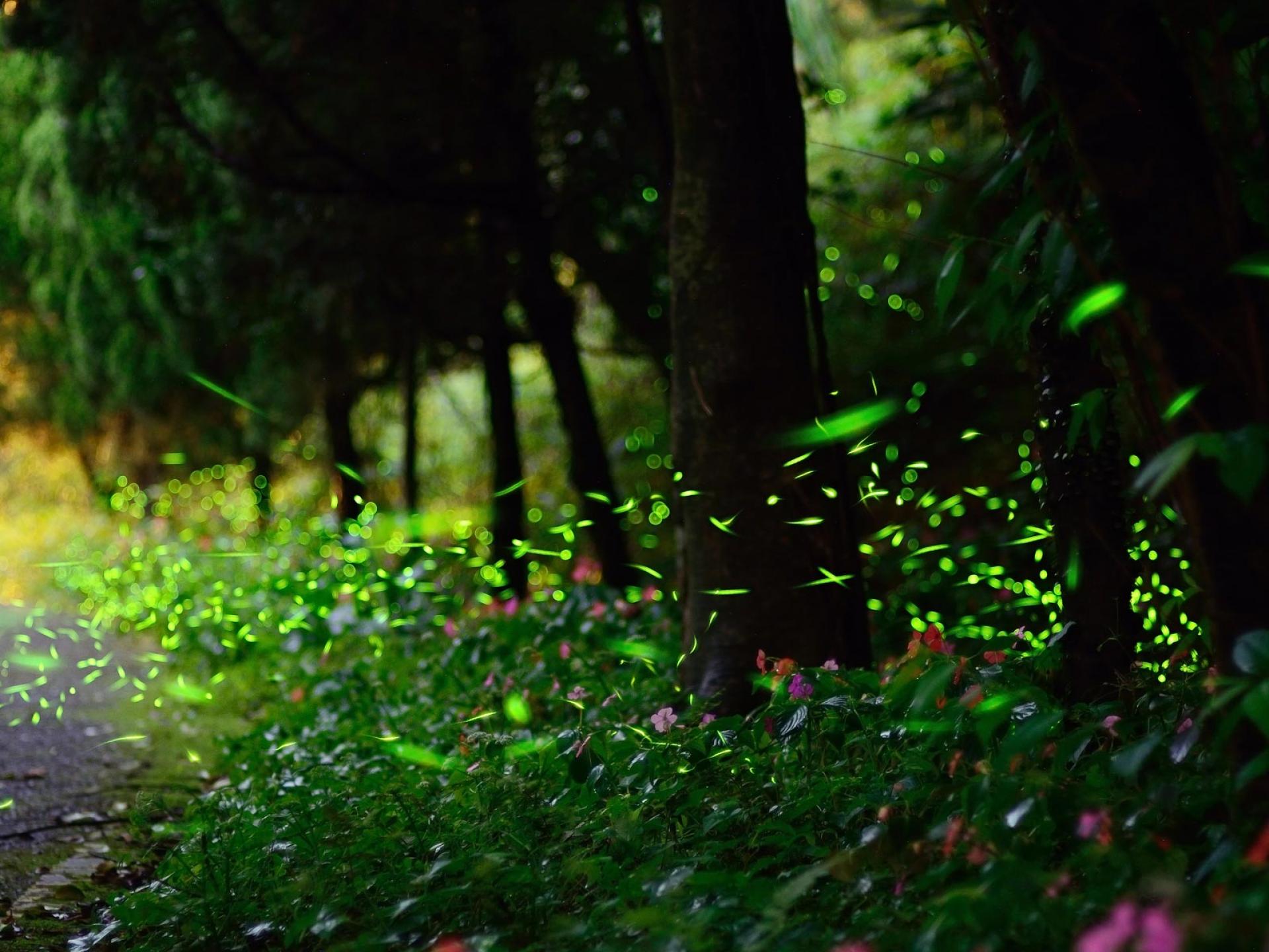 firefly, Roads, Nature, Landscapes, Trees, Forest, Woods, Glow Wallpaper