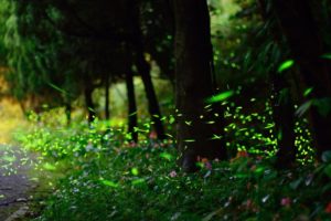 firefly, Roads, Nature, Landscapes, Trees, Forest, Woods, Glow