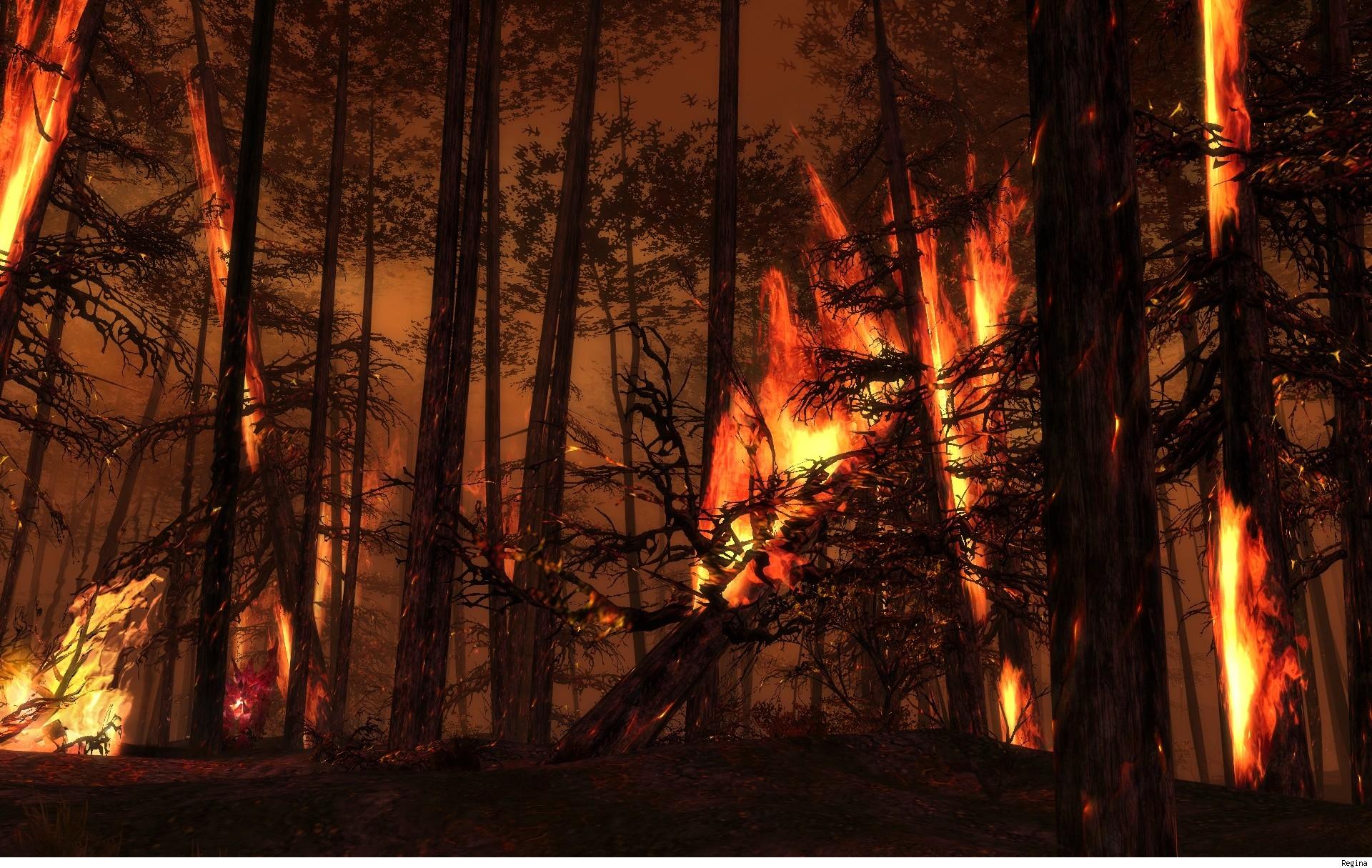 landscapes, Forest, Woods, Fire, Flames Wallpaper