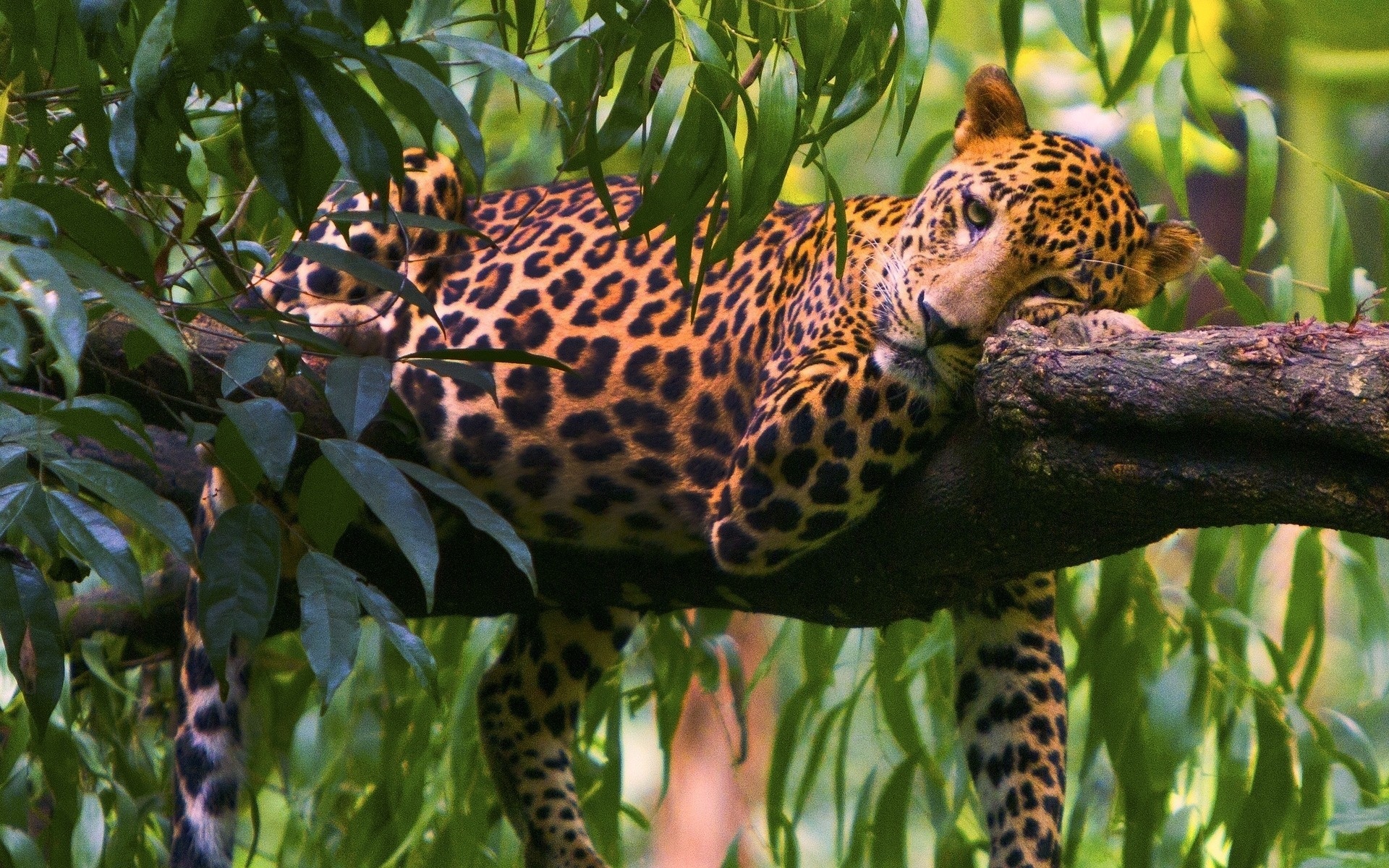 leopards Wallpaper