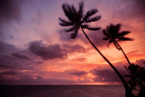 palm, Ocean, Sea, Sky, Cloud, Sunset, Sunrise