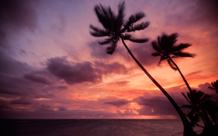 palm, Ocean, Sea, Sky, Cloud, Sunset, Sunrise HD Wallpaper Desktop Background