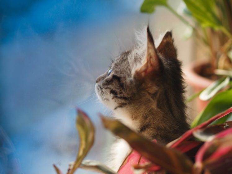 cat, Kitten, Nature, Reflection, Pose HD Wallpaper Desktop Background