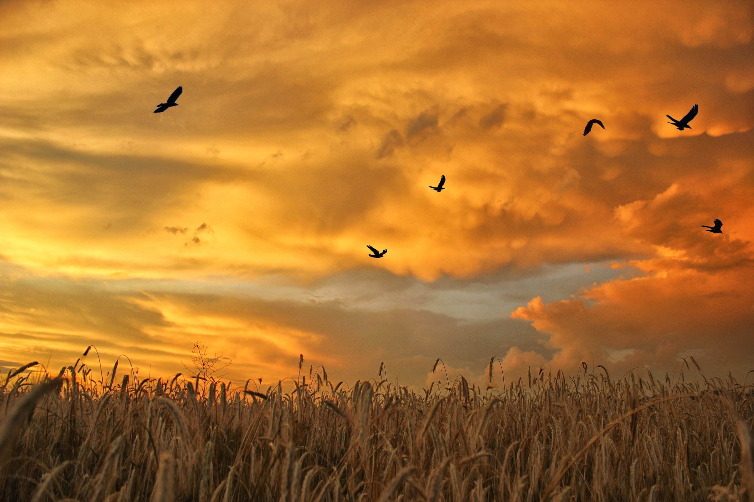 field, Flock, Spikes, Birds, Sky, Grass, Wheat, Field Wallpaper