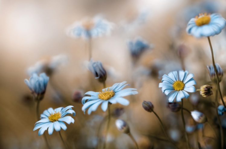 nature, Flowers, Daisy, Beauty, Bloom HD Wallpaper Desktop Background