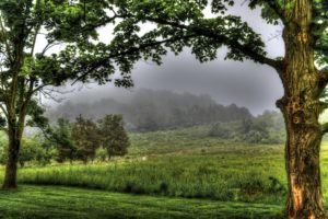 field, Trees, Fog, Landscape