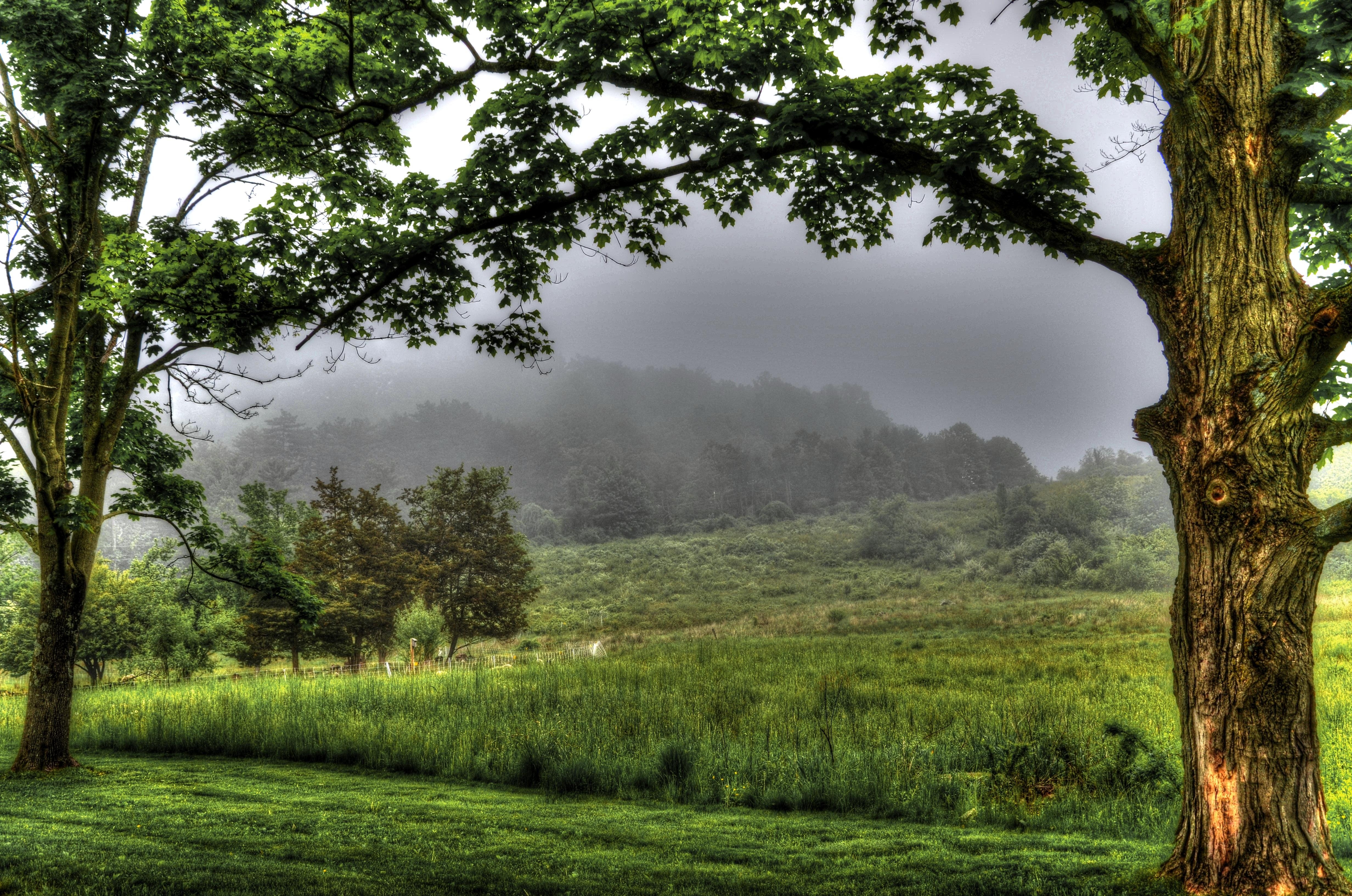 field, Trees, Fog, Landscape Wallpaper