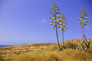 agave, Americana, Plant, In, Dwejra, Gozo, Malta