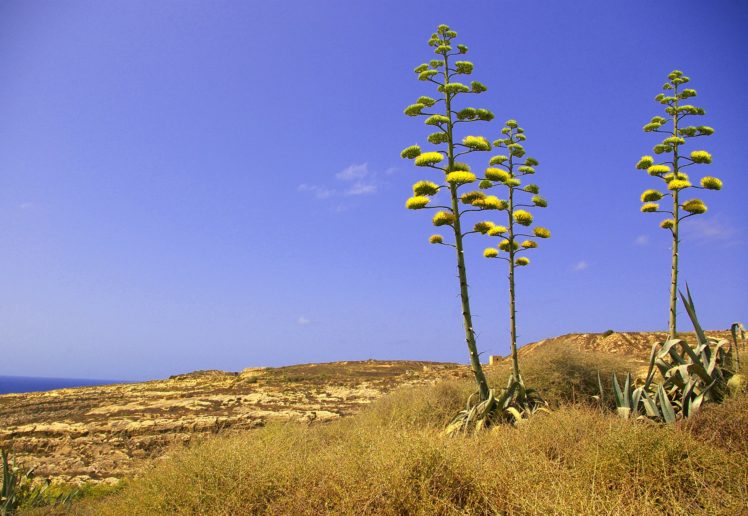 agave, Americana, Plant, In, Dwejra, Gozo, Malta HD Wallpaper Desktop Background