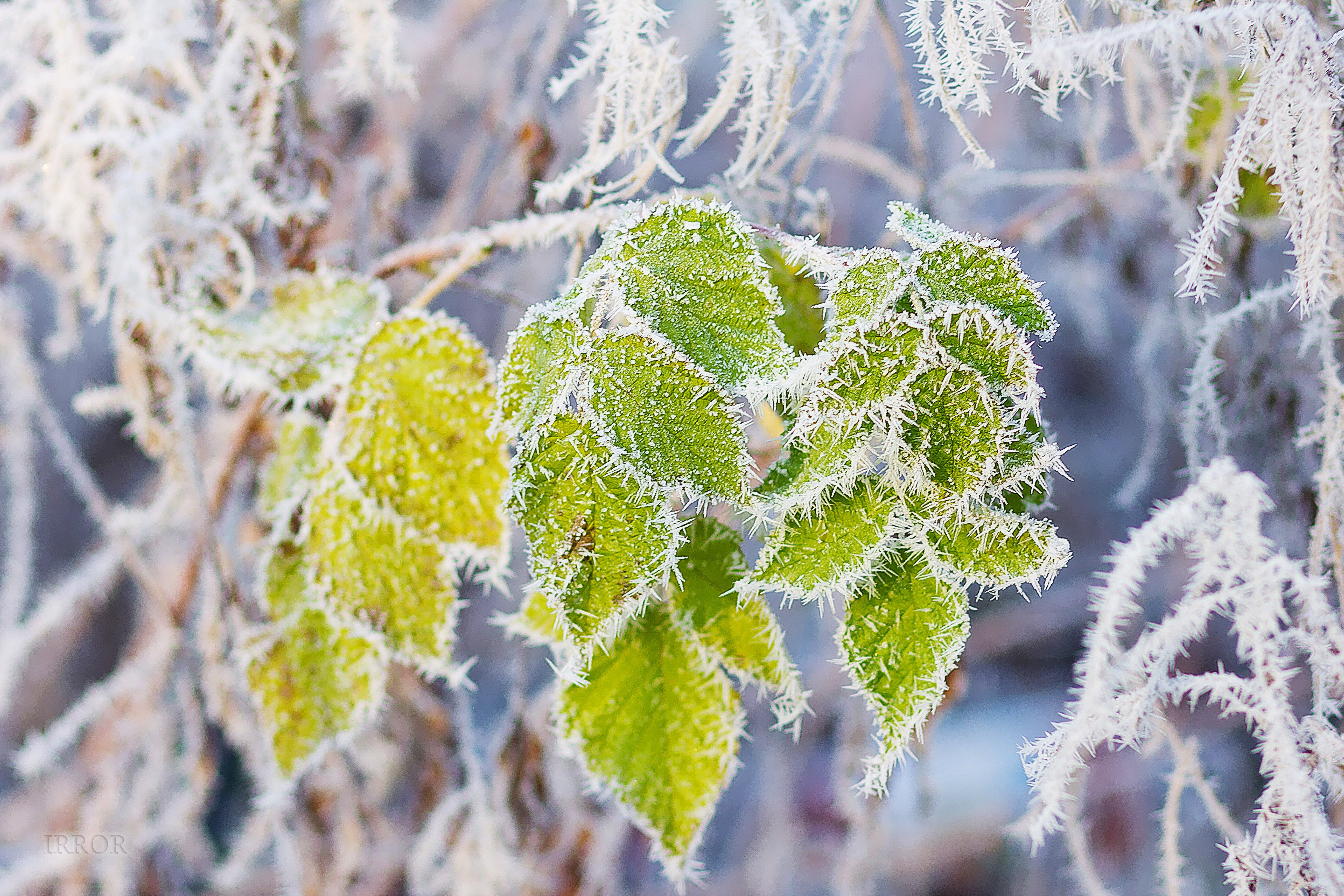 leaves, Snow, Frost, Branch, Frost Wallpaper