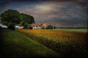 landscape, Style, Sunflowers, Home