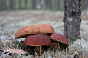 mushrooms, Forest, Nature