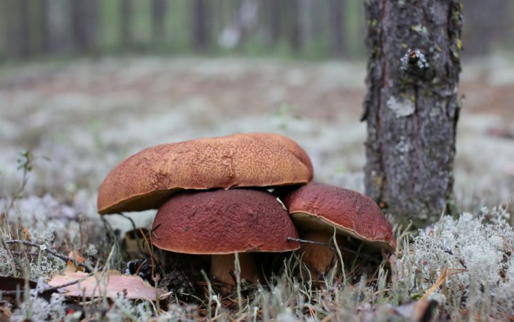 mushrooms, Forest, Nature HD Wallpaper Desktop Background