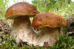 nature, Mushrooms