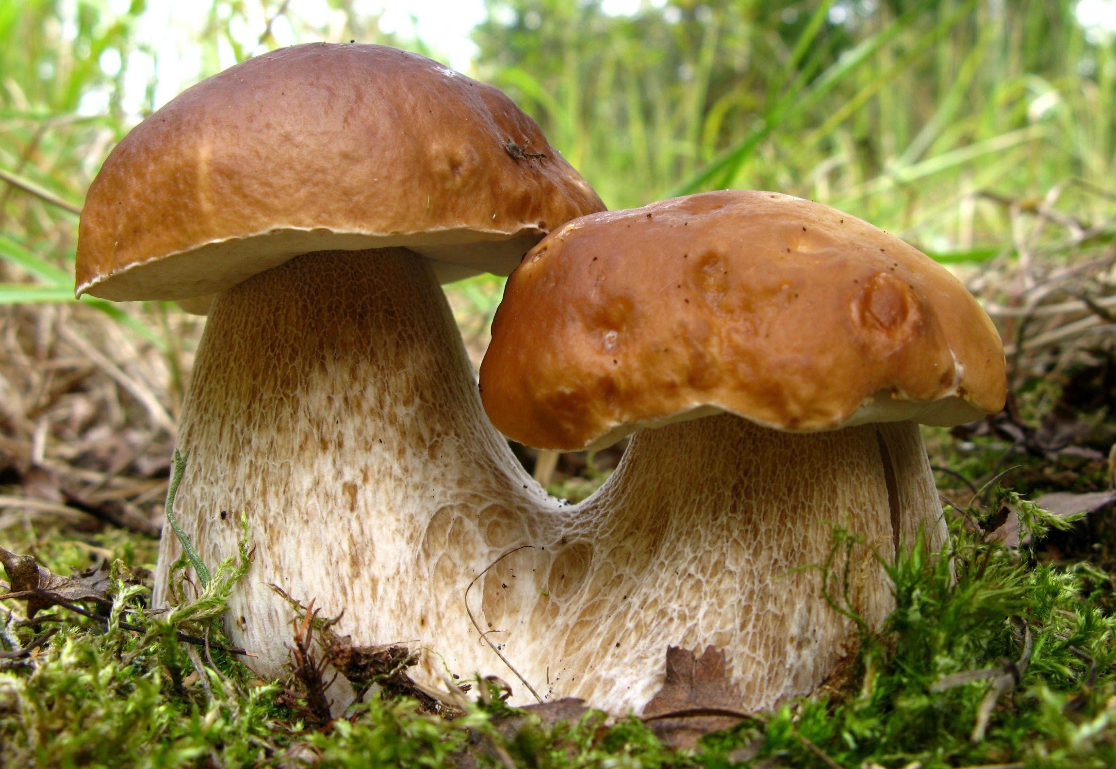 nature, Mushrooms Wallpaper